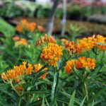 ASCLEPIAS TUBEROSA Butterfly Weed